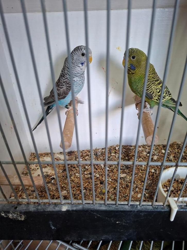 Mooi koppel grasparkieten, Dieren en Toebehoren, Vogels | Parkieten en Papegaaien, Parkiet, Meerdere dieren