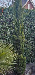 Conifeer en palmboom, Tuin en Terras, Ophalen of Verzenden