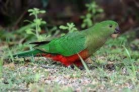 Gezocht: Koningsparkiet pop (overjarig), Dieren en Toebehoren, Vogels | Parkieten en Papegaaien, Vrouwelijk, Parkiet