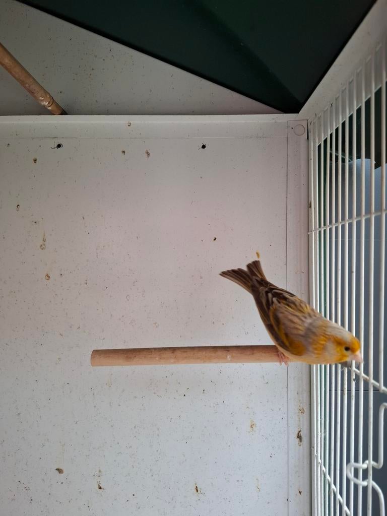 Bastaard man., Dieren en Toebehoren, Vogels | Kanaries, Mannelijk, Bastaard