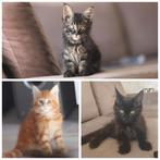 Mooie Main Coon kittens, Meerdere dieren, Gechipt, 0 tot 2 jaar