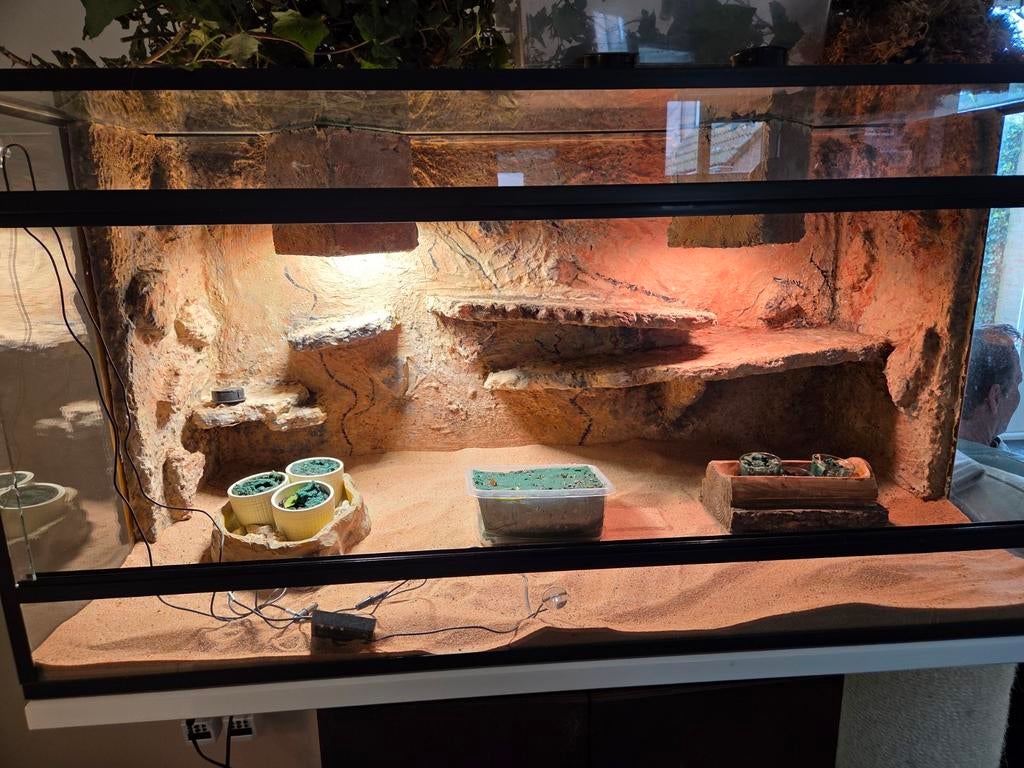 Te koop. Terrarium met wandelende takken, Dieren en Toebehoren, Reptielen en Amfibieën | Toebehoren, Ophalen, Zo goed als nieuw