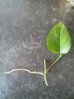 Epipremnum aureum gewortelde stek. Meerdere beschikbaar, Ophalen of Verzenden
