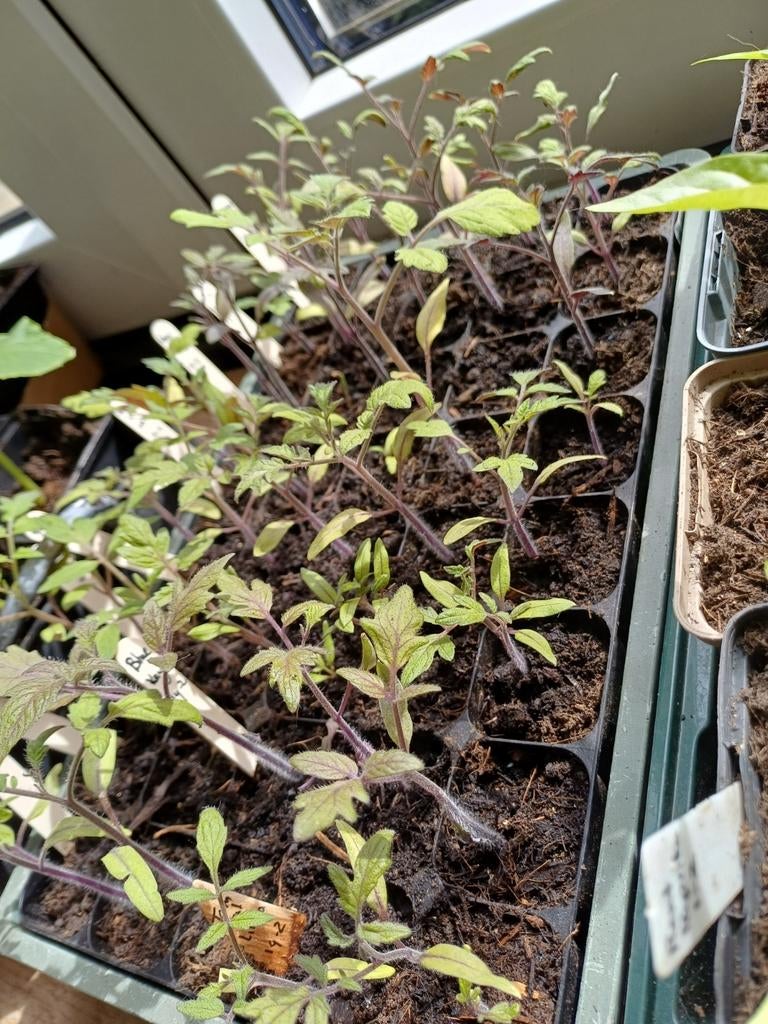Tomaten plant, bijzondere rassen, Tuin en Terras, Ophalen, Eenjarig, Groenteplanten, Volle zon