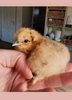 Prachtige, tamme Zijdehoen kriel kuikentjes, Dieren en Toebehoren, Pluimvee, Geslacht onbekend, Kip