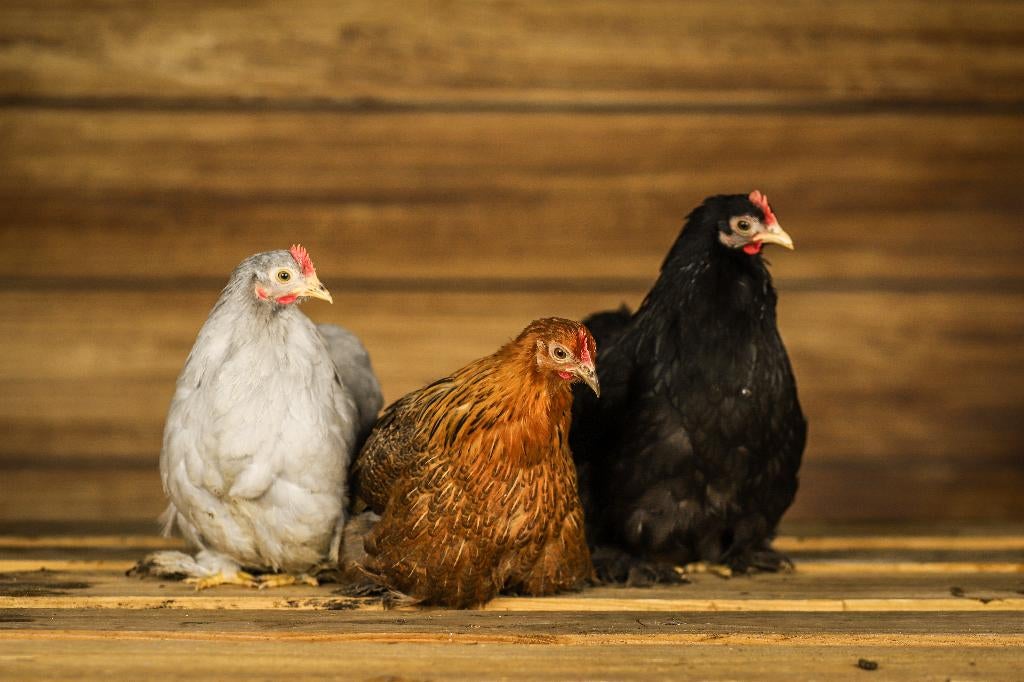 Kindvriendelijke kippen | Rustige kip | Cochin krielen, Meerdere dieren, Kip