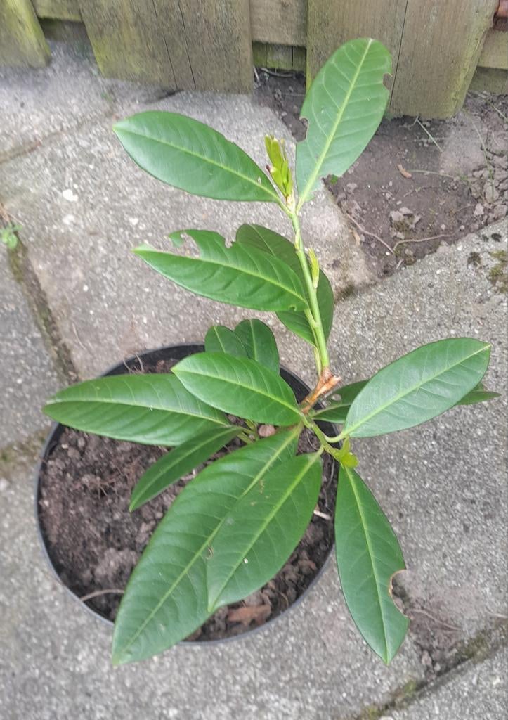 Laurierplant., Tuin en Terras, Ophalen