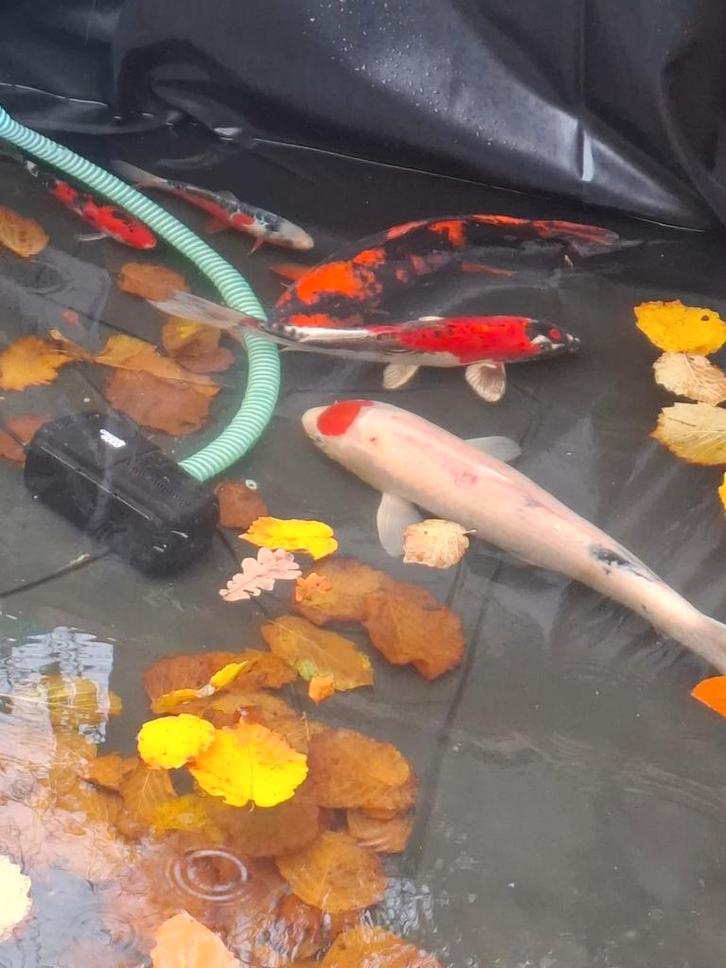 Koi vissen, Dieren en Toebehoren, Vissen | Vijvervissen, Karper of Koi