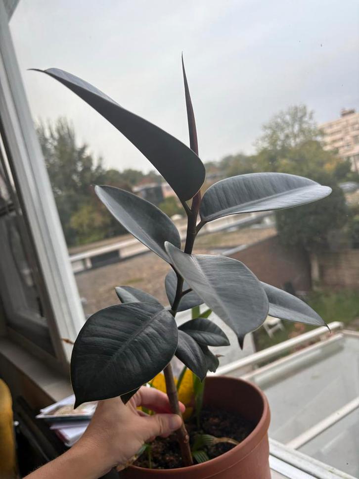 Rubberplant (Ficus Elastica) 40cm, Huis en Inrichting, Kamerplanten, Ficus, Minder dan 100 cm, Groene kamerplant, Halfschaduw