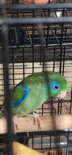 Forpus man, Mannelijk, Parkiet