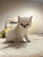Brits/Britse Korthaar kitten met stamboom+eigendomsbewijs., Dieren en Toebehoren, Katten en Kittens | Raskatten | Korthaar, Kater