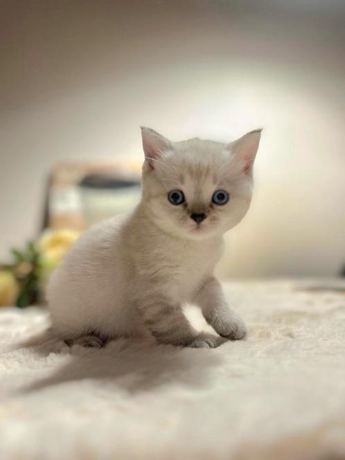 Brits/Britse Korthaar kitten met stamboom+eigendomsbewijs., Dieren en Toebehoren, Katten en Kittens | Raskatten | Korthaar, Kater