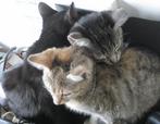 6 Mooie, gekke, soms bijna raskat-achtig uitziende kittens!!, Dieren en Toebehoren, Meerdere dieren, Kortharig, 0 tot 2 jaar