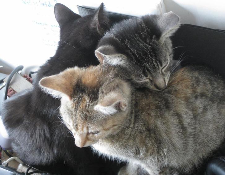 6 Mooie, gekke, soms bijna raskat-achtig uitziende kittens!!, Dieren en Toebehoren, Katten en Kittens | Overige Katten, Kortharig