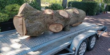 Dikke boomstam zomereik eik. Woodcarving beschikbaar voor biedingen