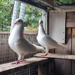 Duiven koppel te koop, Dieren en Toebehoren, Vogels | Duiven