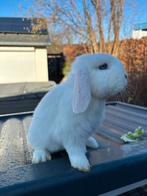 NHD dwerg hangoor konijn, Mannelijk, Dwerg, Hangoor