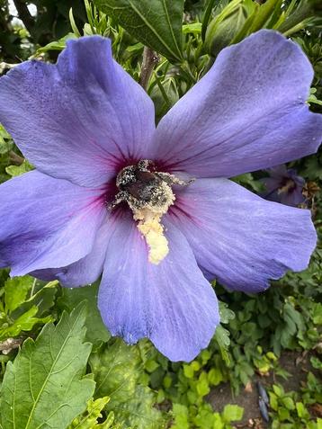 Hibiscus stekken, planten / diverse kleuren verkrijgbaar beschikbaar voor biedingen