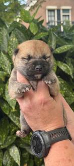 Shiba Inu Pups, Dieren en Toebehoren, 8 tot 15 weken, Meerdere, Meerdere dieren, Nederland