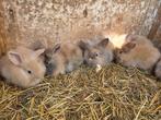 Kruising Nederlandse hangoor en leeuwenkop, Dieren en Toebehoren, Konijnen, Meerdere dieren, Dwerg, Hangoor, 0 tot 2 jaar