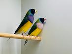 Gouldamadine mannen - split voor blauw, Dieren en Toebehoren, Vogels | Overige Vogels, Mannelijk, Geringd