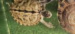 Zaagrugschildpad te koop voor 8 april ophalen, Dieren en Toebehoren, Reptielen en Amfibieën, 0 tot 2 jaar, Tam, Schildpad