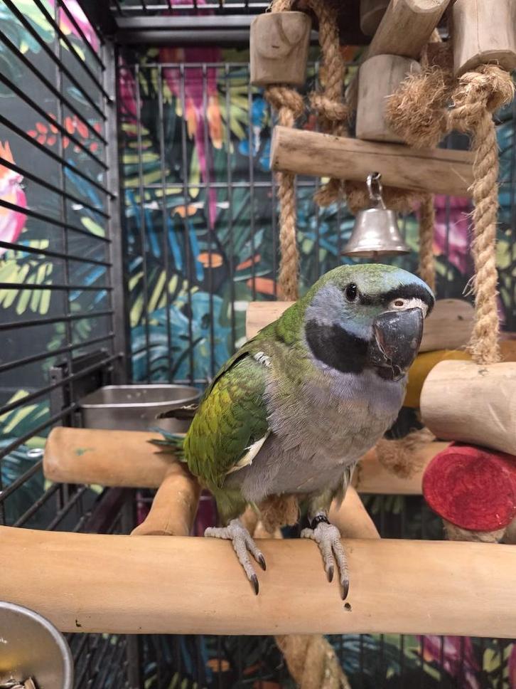 Jonge Derbyan Parkiet | Handtam | Rustig, Dieren en Toebehoren, Vogels | Parkieten en Papegaaien, Papegaai, Meerdere dieren, Pratend