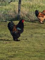 Zeer mooie makke Brahma haan, Dieren en Toebehoren, Pluimvee, Mannelijk, Kip