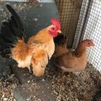 Serama’s te koop. ( zie omschrijving), Dieren en Toebehoren, Pluimvee, Meerdere dieren, Kip