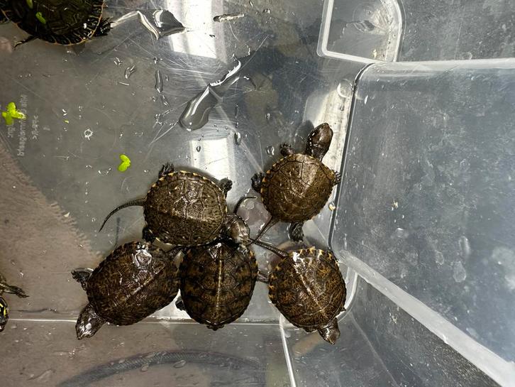 Emys orbicularis - Europese moerasschildpad