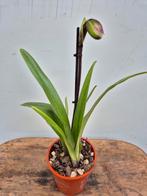 Orchidee Paphiopedilum Hybriden p12 (3), Ophalen of Verzenden, Halfschaduw, Minder dan 100 cm