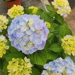 hortensia's, Ophalen, Zomer, Overige soorten, Halfschaduw