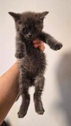 British Shorthair Kitten. Black and gray, Dieren en Toebehoren, Kater, 0 tot 2 jaar