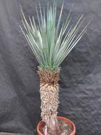 Yucca rigida 8, 125 cm, stam 60 cm, Ophalen, Vaste plant, Overige soorten, Volle zon
