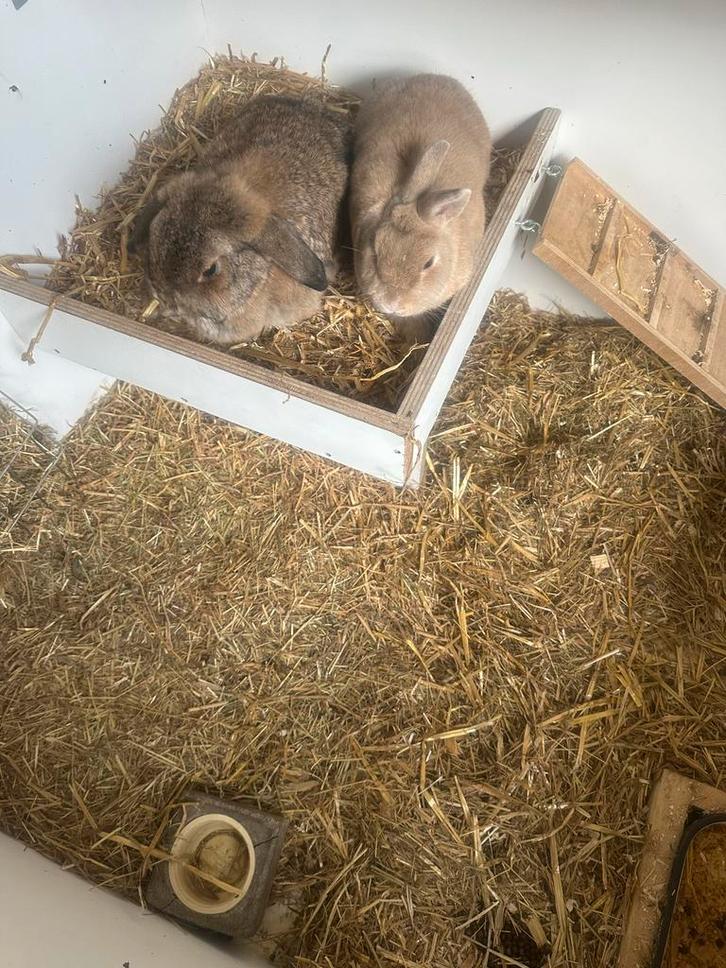 Twee konijnen, Dieren en Toebehoren, Konijnen, Dwerg, Mannelijk, Hangoor