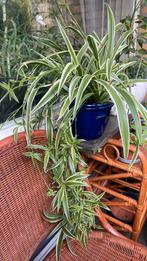 Grote kamerplant in vintage pot, Ophalen, Halfschaduw, Minder dan 100 cm