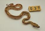 Boa imperator Hypo (66% Moonglow Leopard) vrouw, Slang, 0 tot 2 jaar