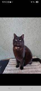 Vermist en wordt erg gemist!!! Zwarte gecastreerde kater.