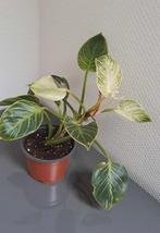 Kamerplant Philodendron Birkin, Huis en Inrichting, Kamerplanten, Overige soorten, Minder dan 100 cm, Halfschaduw, Ophalen