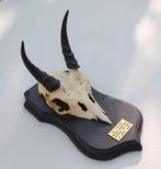 Schedel MOUNTAIN REEDBUCK op zwart houten schild (ref. B)