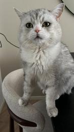 Lieve Britse Korthaar (7 jaar) zoekt een nieuw rustig thuis, Kater