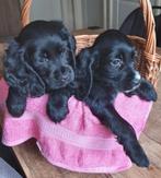Mooie Cocker Spaniel pups, 8 tot 15 weken, Meerdere, Meerdere dieren, Nederland