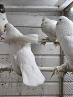 Witte gentse kroppers, Meerdere dieren, Overige soorten