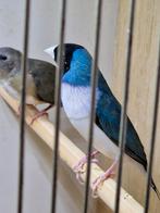 Gould amadine blauw witborst zwartkop man 2024, Mannelijk, Tropenvogel, Geringd