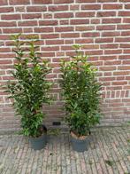Portugese laurier prunus lusitanica angustifolia, Ophalen of Verzenden, Laurier, Minder dan 100 cm