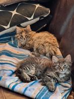2 super lieve Maine coon / Noorse boskat mix kittens, Dieren en Toebehoren, Meerdere dieren