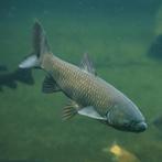 Graskarper / graskarpers / karper / karpers / planten eters, Karper of Koi