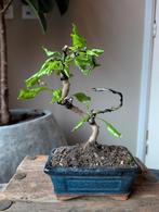 Durantha bonsai, Tuin en Terras, Planten | Bomen, Bloeit niet, Halfschaduw, Minder dan 100 cm, Overige soorten
