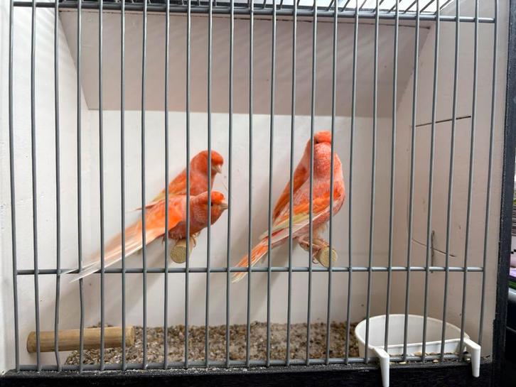 Rode witvleugel kanaries, Dieren en Toebehoren, Vogels | Kanaries, Kleurkanarie, Meerdere dieren