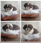 Raszuivere Shih tzu pups. nog 1 🐕🩷teefje ..mag gelijke mee, Dieren en Toebehoren, Honden | Chihuahua's en Gezelschapshonden